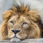 Индивидуальная сессия 60 мин. (не РБ)